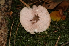 Marasmiineae