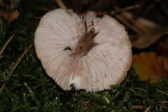 Marasmiineae