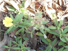 Crocanthemum corymbosum