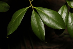 Denhamia celastroides