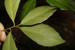 Denhamia celastroides