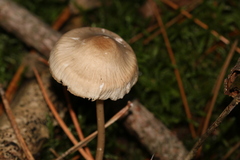 Marasmiineae