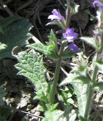 Verbena plicata