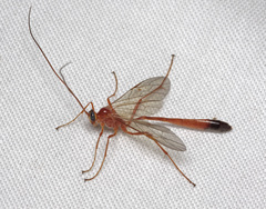 Enicospilus ramidulus