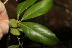 Denhamia celastroides