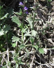 Verbena plicata