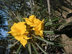 Cascabela thevetioides