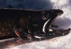 Salvelinus malma