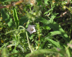 Convolvulus equitans