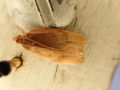 Phaeosaces