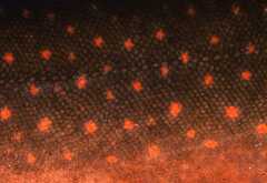 Salvelinus malma