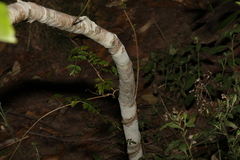 Denhamia celastroides