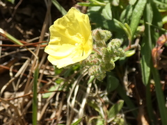 Crocanthemum corymbosum