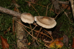 Marasmiineae