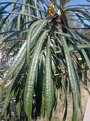 Cascabela thevetioides