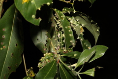 Lophostemon confertus
