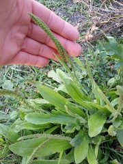 Plantago virginica