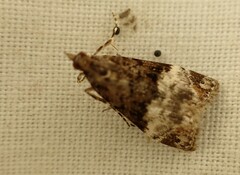 Scoparia minusculalis
