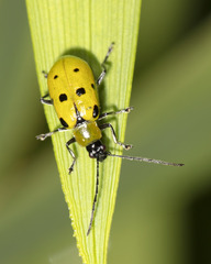 Diabrotica decempunctata