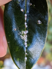 Pseudaulacaspis cockerelli