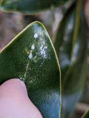 Pseudaulacaspis cockerelli