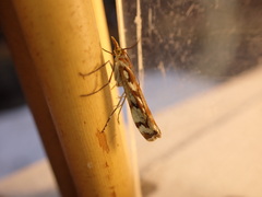 Orocrambus xanthogrammus