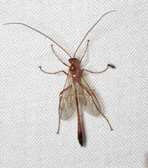 Enicospilus ramidulus