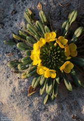 Erysimum menziesii