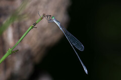 Rhadinosticta simplex