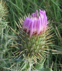 Cirsium ochrocentrum