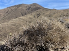 Coleogyne ramosissima
