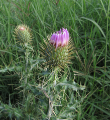 Cirsium ochrocentrum