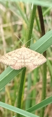 Scopula rubraria
