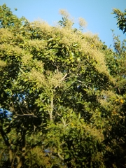 Cordia alliodora