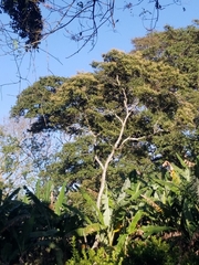 Cordia alliodora