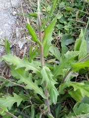Erigeron quercifolius