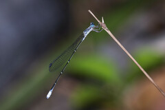 Labidiosticta vallisi