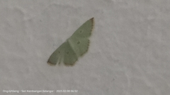 Comostola meritaria