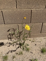 Dimorphotheca sinuata