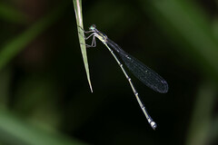 Labidiosticta vallisi