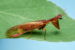 Mantispidae