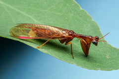 Mantispidae