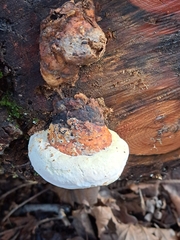 Fomitopsidaceae