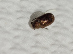 Aporocera