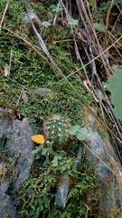 Trichocereus schickendantzii