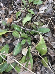 Hesperis matronalis
