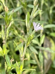 Pseudelephantopus spicatus