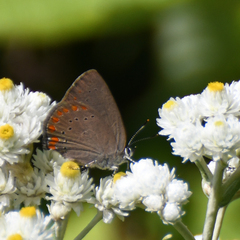 Satyrium titus