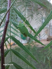 Chlorocoris