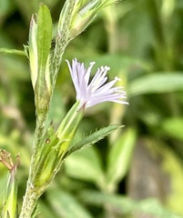 Pseudelephantopus spicatus